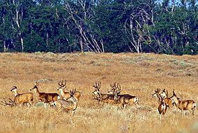 Umatilla NWR mule deer.jpg