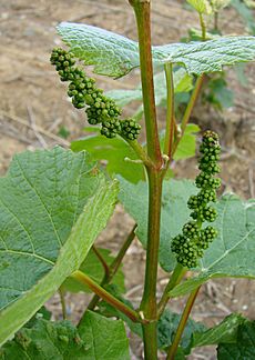 Vigne inflorescence 2