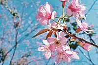 Wild Himalaya Cherry's blooming at Doi suthep-pui national park