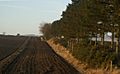 Windbreak near New Alyth - geograph.org.uk - 687555