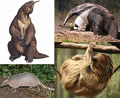 Xenarthra.jpg