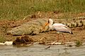 Yellow-billed stork kazinga