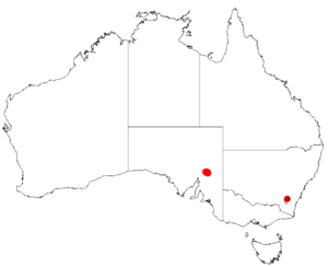 Acacia barattensisDistMap99.png