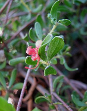 Adenanthos glabrescens subsp. exasperatus 6543.jpg