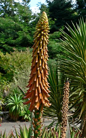 Aloe africana 2