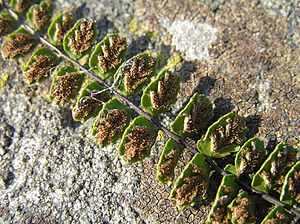 Asplenium trichomanes2