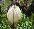 Brahmakamal Kaluvinayak Chamoli Uttarakhand 2014-08-23