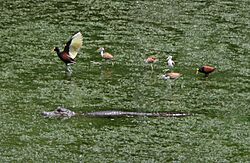 Caiman-crocodilus Jacana-spinosa 3