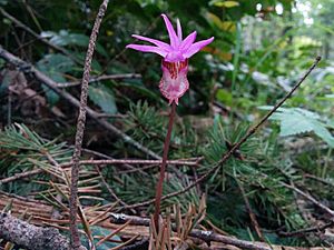 Calypso bulbosa, Fairy Slipper.jpeg