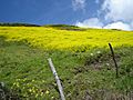 Campos de Mérida