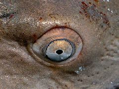 Carcharias taurus eye