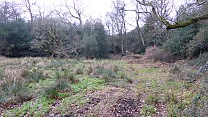 Charleshill SSSI 13.jpg