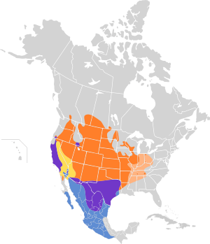 Chondestes grammacus map.svg