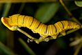 Cloudless sulphur catirpillar. Phoebis sennae.