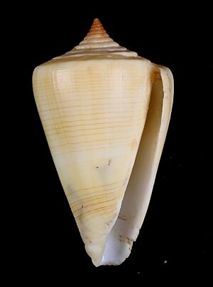 Conus quercinus.jpg