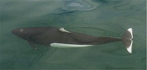 Dall's Porpoise