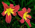 Daylily -- Hemerocallis 'Ruby Spider'