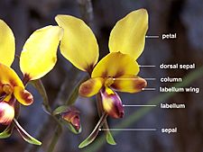 Diuris (labelled)