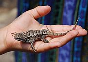 Douthat State Park - Eastern fence lizard - 2