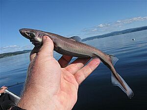 Dwarf Lanternshark.jpg