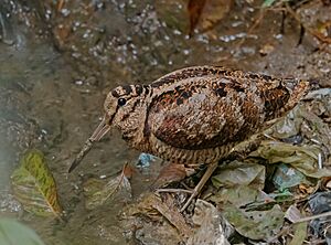 EURASIAN-WOODCOCK-MANGPOO