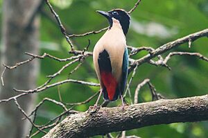 Elegant pitta Sumbawa