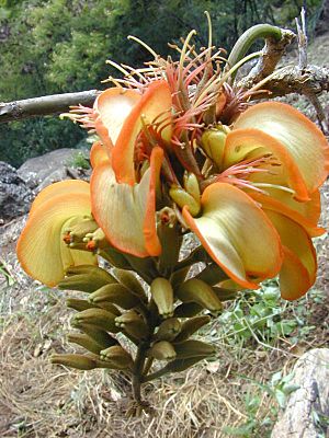 Erythrina sandwicensis flower.jpg