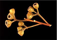 Eucalyptus cylindriflora fruit (2)