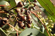 Eucalyptus sheathiana fruit