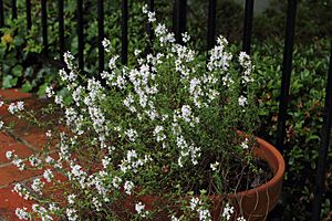 Flowering thyme