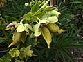 Follicles of Helleborus foetidus