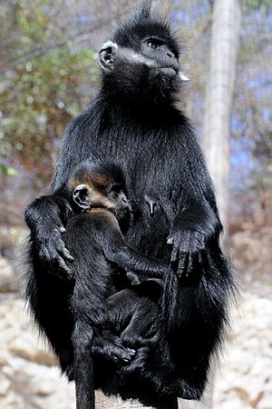 Francois' Langur 0938