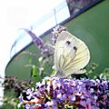 GT Urban Green-Veined White on Buddleia