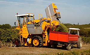 Harvesting the Grapes in Duras