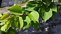 Healthy leaves of apricot