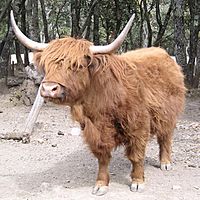 HighlandCow.01