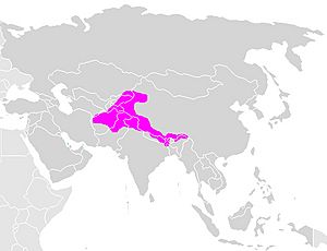 Himalayan brown bear area.jpg