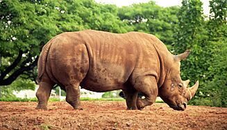 Honolulu Zoo Rino January 1997