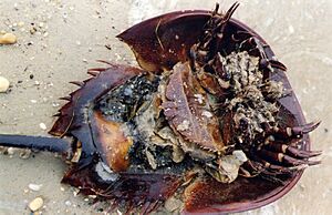 Horseshoe crab female