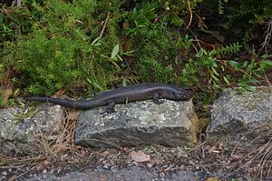 Kings Skink