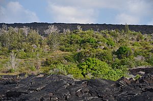 Kipuka - panoramio