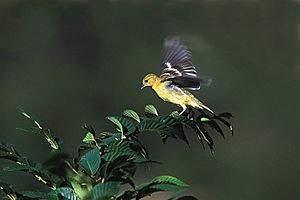 Lesser Goldfinch Landing, Santa Fe