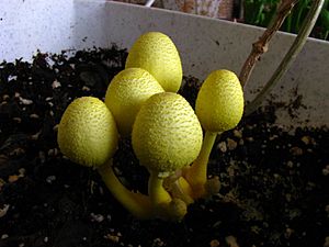 Leucocoprinus birnbaumii 56048.jpg