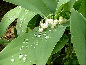 Lily of the valley