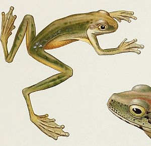 Litoria amboinensis.jpg