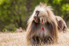 Male Gelada gct