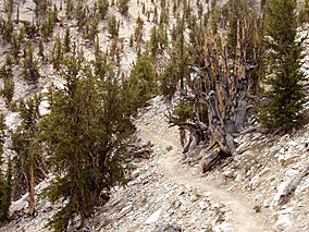 Methuselah Walk USA Ca.jpg