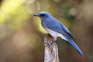 Mexican Jay Aphelocoma wollweberi 3.jpg