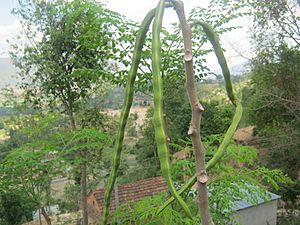 Moringa oleifera pods NP