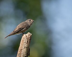 Muscicapa sibirica.jpg